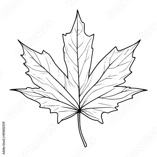 Vector illustration of a black maple leaf on a white background