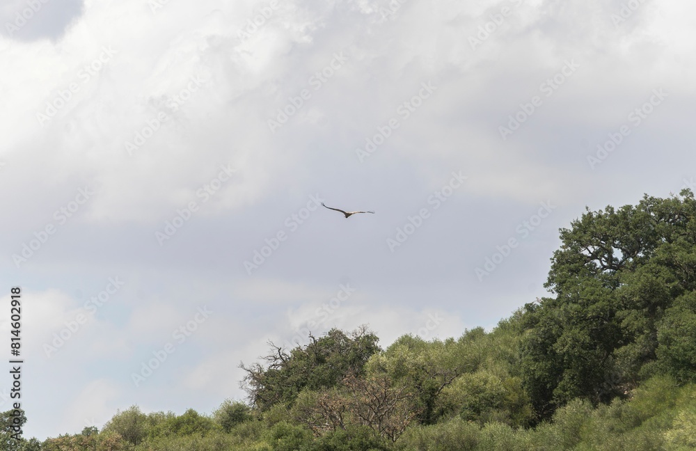 Griffon vulture flying in the sky of Monfrague Natural Park. Cradle of the griffon vultures. Caceres Griffon vulture flying in the sky of Monfrague Natural Park. Cradle of the griffon vultures. Caceres