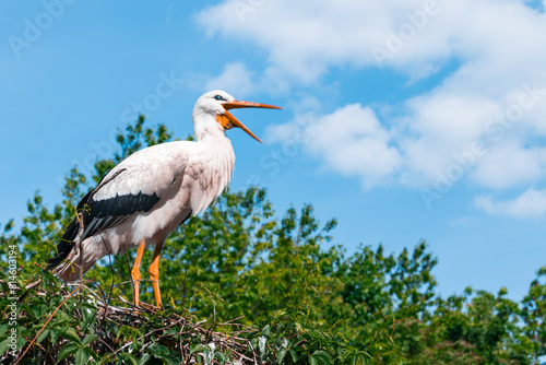 stork animal wild life portrait with open beak, summer clear weather bright natural environment with blue sky background