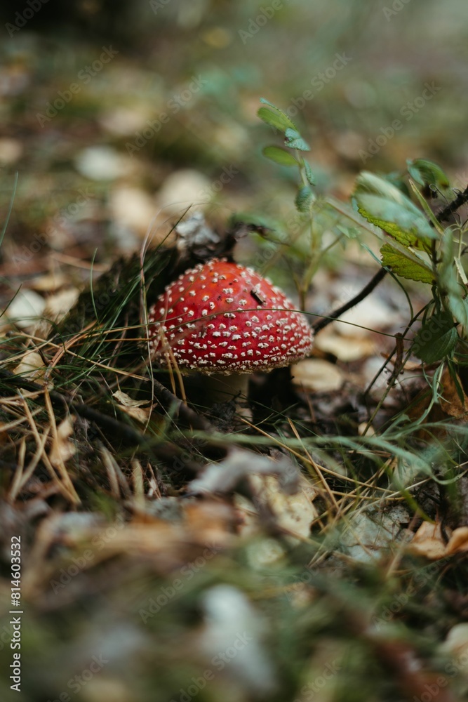 a mushroom in the middle of the woods near some leaf a mushroom in the middle of the woods near some leaf