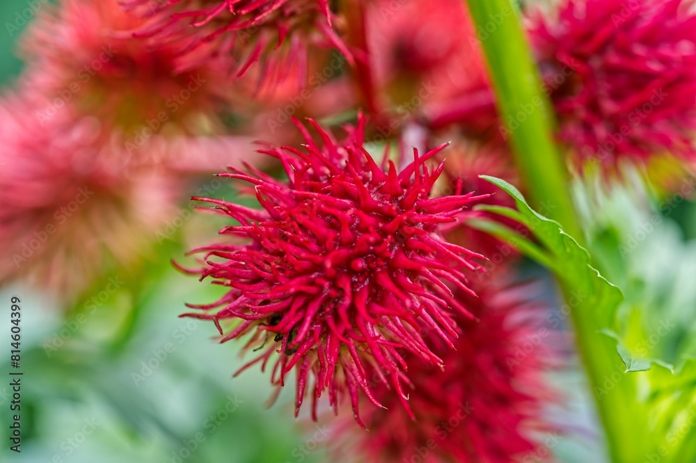 a red flower that is in the middle of a plant