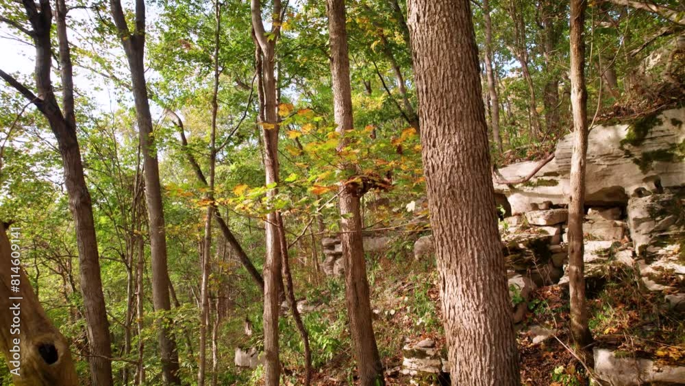 Long trees and autumnal plants surrounding the ruins of an ancient stone wall in the woods