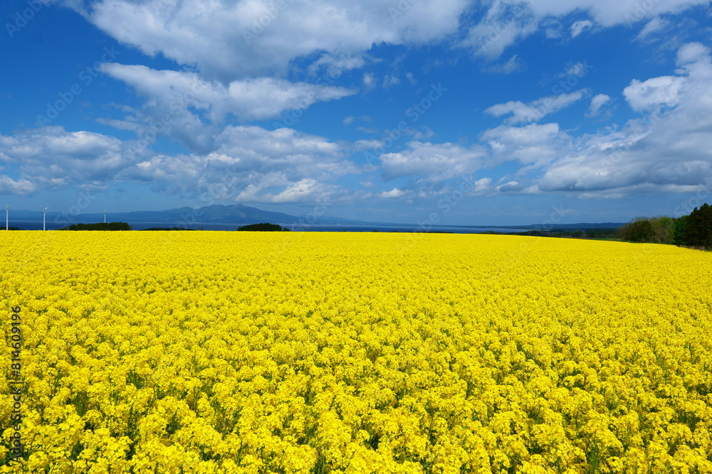 横浜町の菜の花畑。横浜、青森、日本。5月中旬。 横浜町の菜の花畑。横浜、青森、日本。5月中旬。