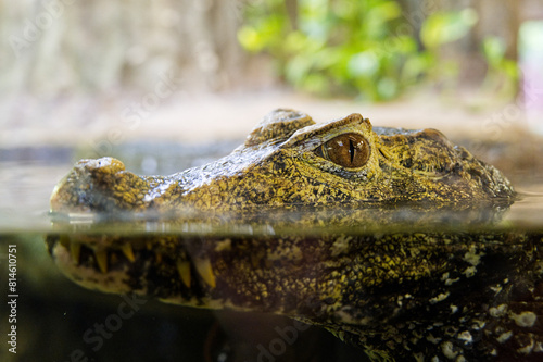 Eye contact with the head of an alligator or crocodile half in the water