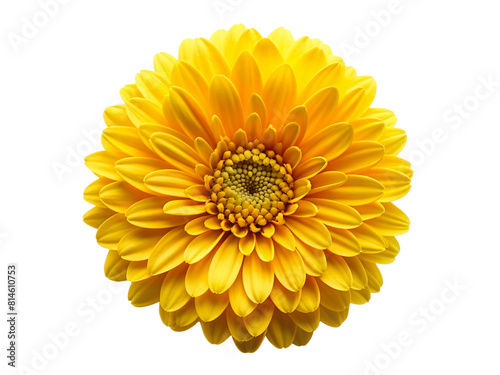 Yellow flower isolated on transparency photo png file