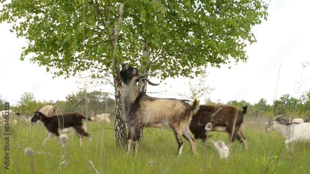 A white goat with dark spots eats leaves from a tree on a summer day outdoors. A white goat with dark spots eats leaves from a tree on a summer day outdoors.