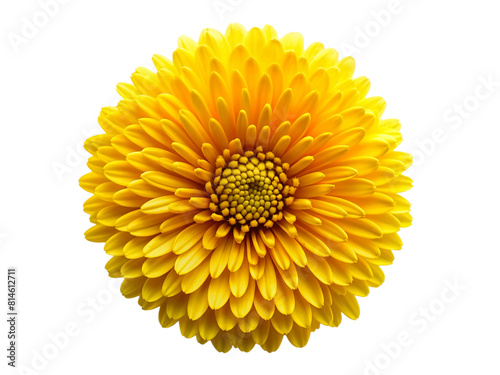 Yellow flower isolated on transparency photo png file