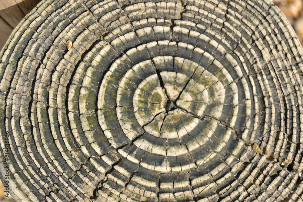 Fototapeta premium Texture bois