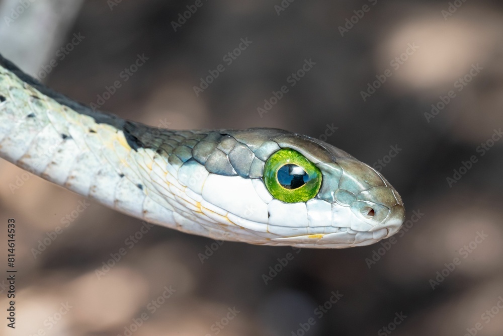 Obraz premium Small snake's head and beady green eyes, looking straight at the camera