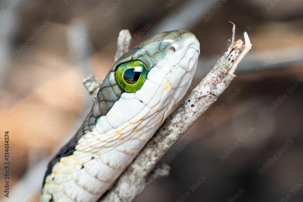 Green-eyed reptile perched on a thin twig in a natural environment Green-eyed reptile perched on a thin twig in a natural environment