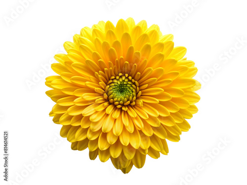 Yellow flower isolated on transparency photo png file