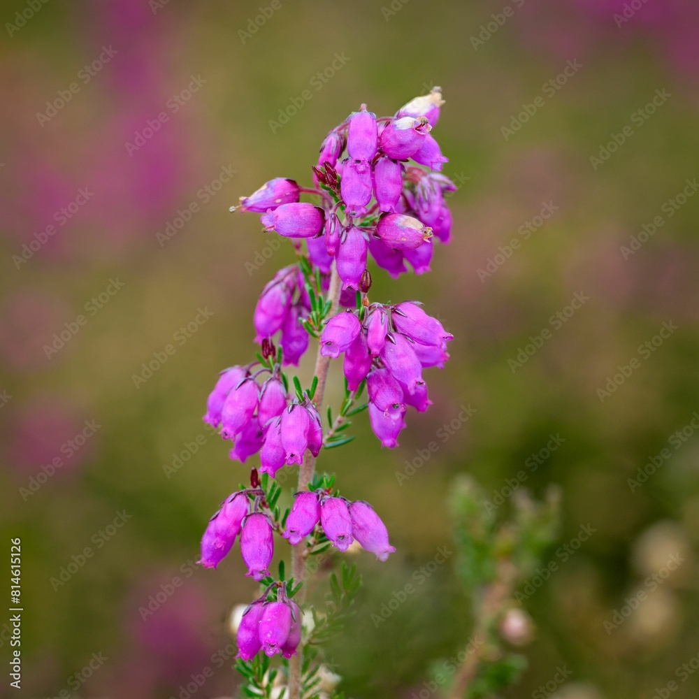 Fototapeta premium a purple flower growing in a field of flowers with another flower