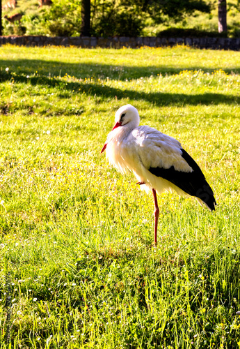 A stork standing on a meadow in the evening, a beautiful photo
