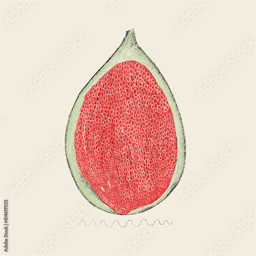 Detailed illustration of a cross-section of a fig photo