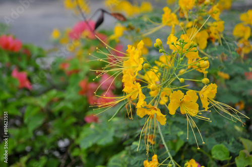 Beautiful Caesalpinia pulcherrima yellow flower. photo
