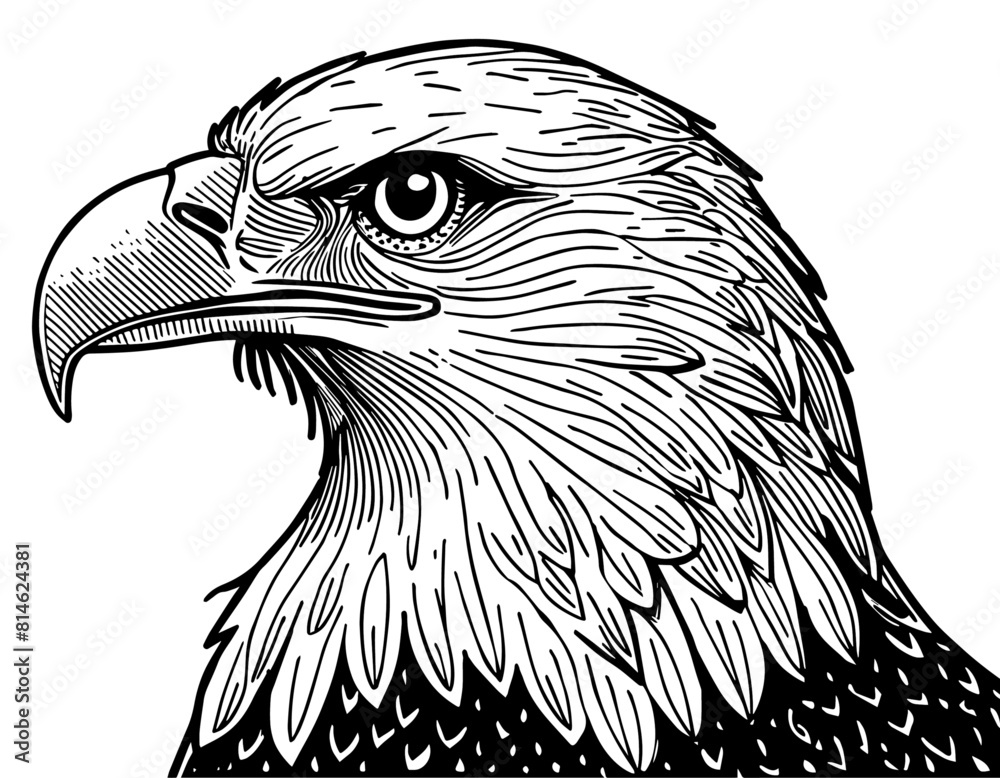 Aigle, profil, icone, dessin vectoriel, noir et blanc, gravure ancienne, fond blanc