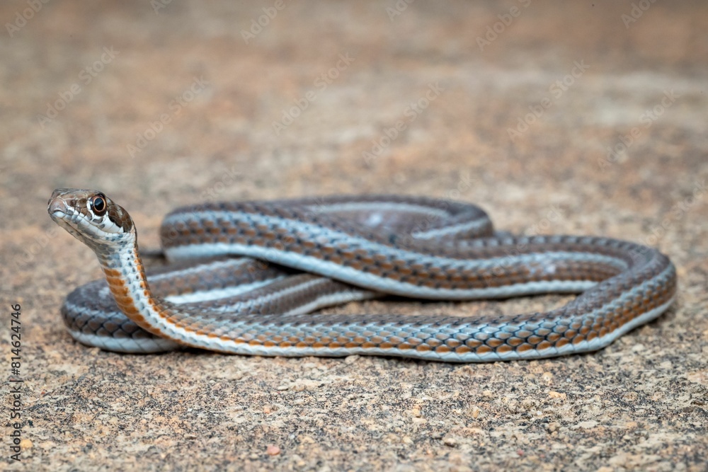 Fototapeta premium a small snake sitting on the ground with its mouth open