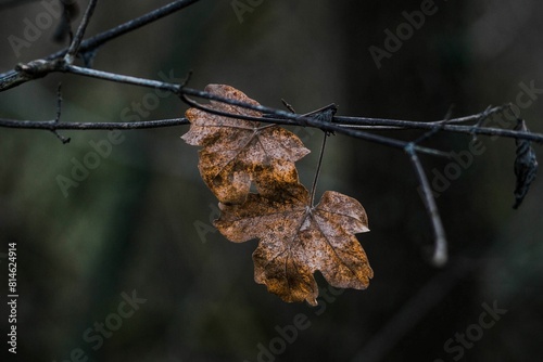 a single leaf sits on a bare branch next to another