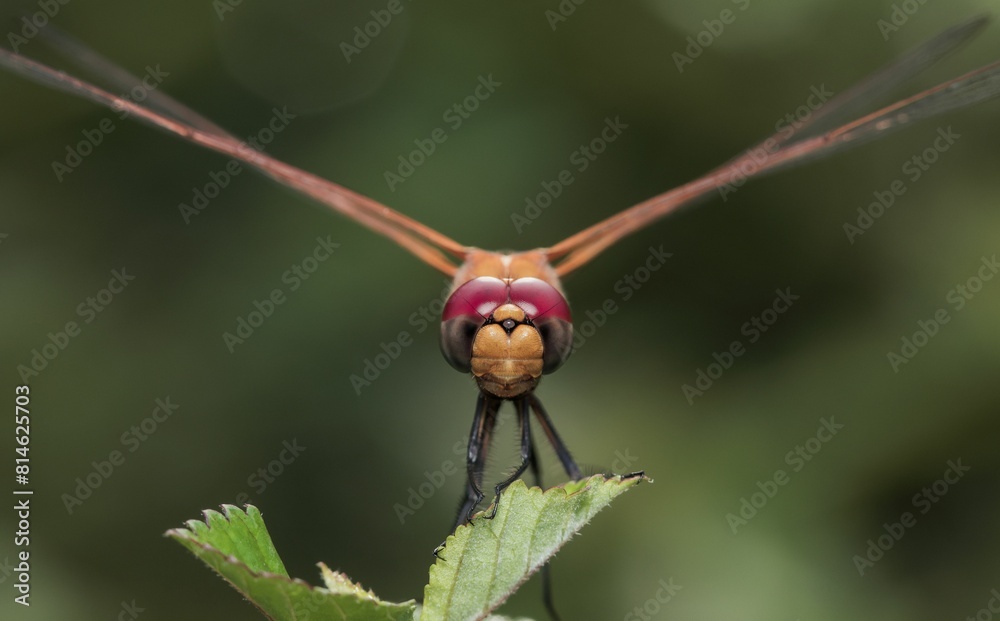 Close up macro photo of a red dragonfly. Close up macro photo of a red dragonfly.
