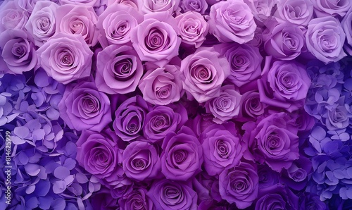 violet to purple roses in full bloom,  Generative AI © simba kim