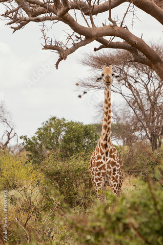 Żyrafa na safari w Kenii w Parku Narodowym Tsavo