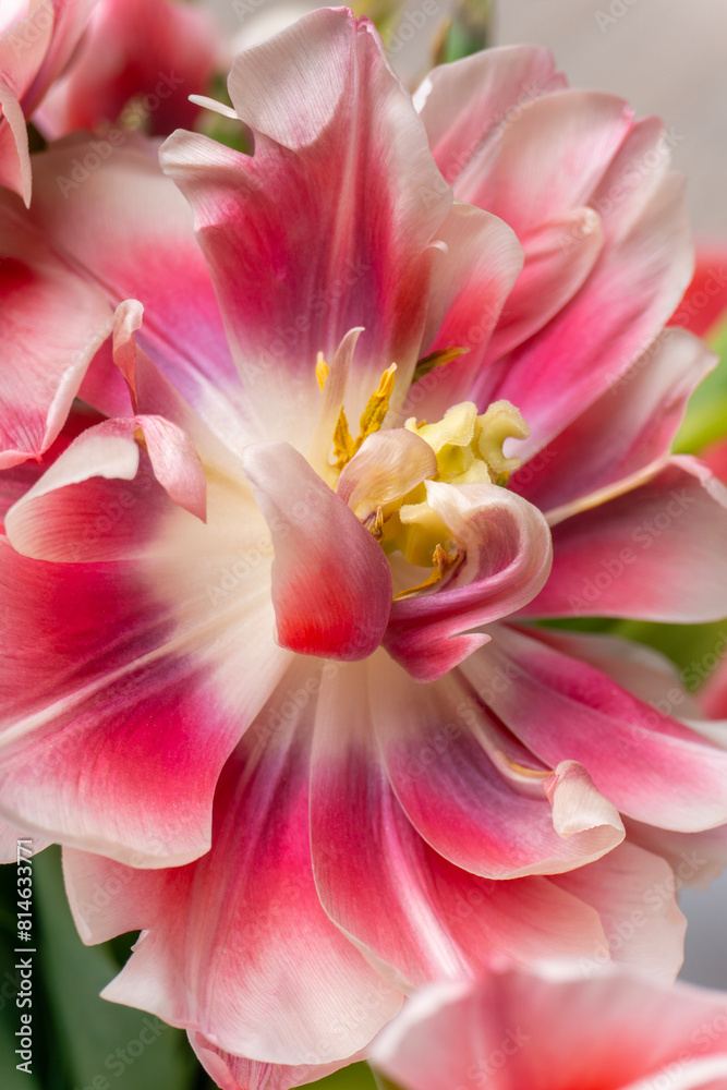 Closeup of a pink and white tulip flower with a yellow center