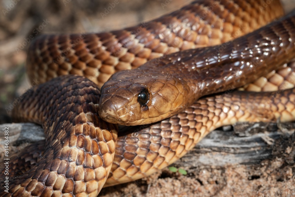 Fototapeta premium Closeup shot of a Cape Cobra (Naja nivea), a highly venomous snake from South Africa