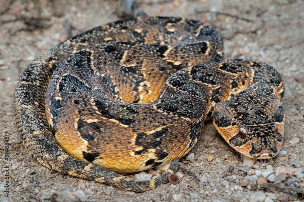 Puff Adder (Bitis arietans), a highly venomous snake from South Africa Puff Adder (Bitis arietans), a highly venomous snake from South Africa