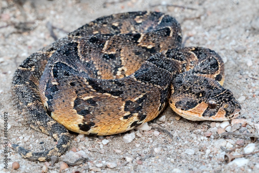 Puff Adder (Bitis arietans), a highly venomous snake from South Africa Puff Adder (Bitis arietans), a highly venomous snake from South Africa