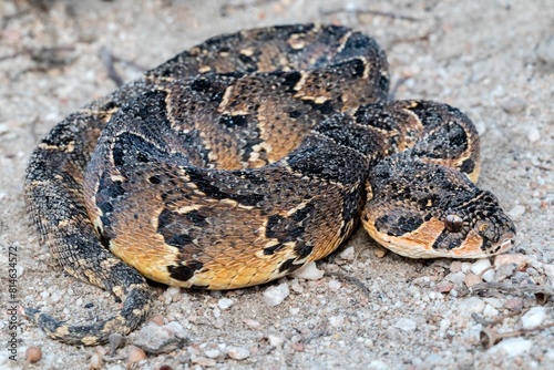 Puff Adder (Bitis arietans), a highly venomous snake from South Africa