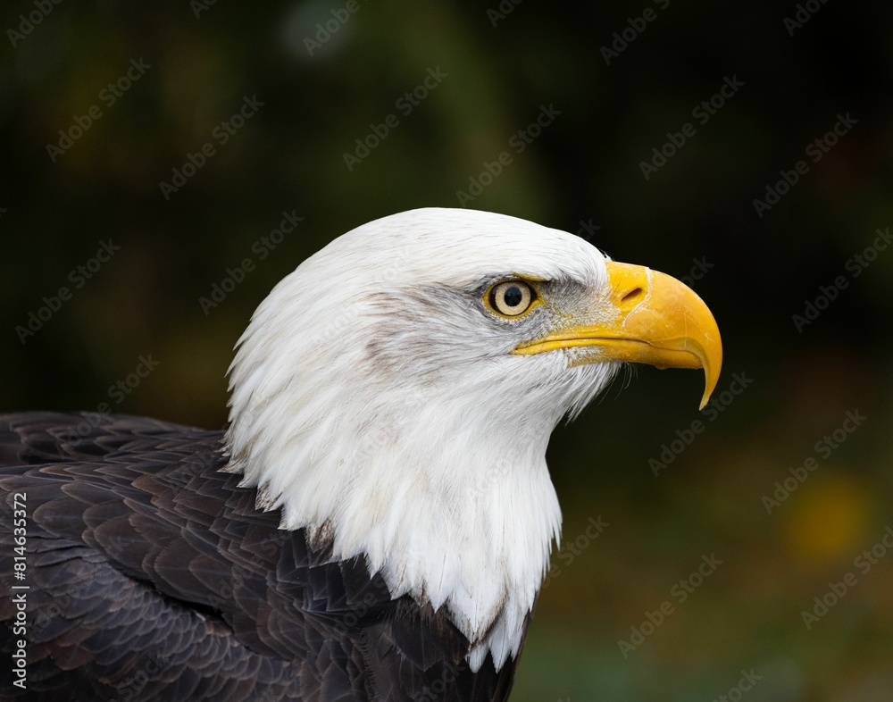Fototapeta premium Majestic bald eagle gazing into the distance