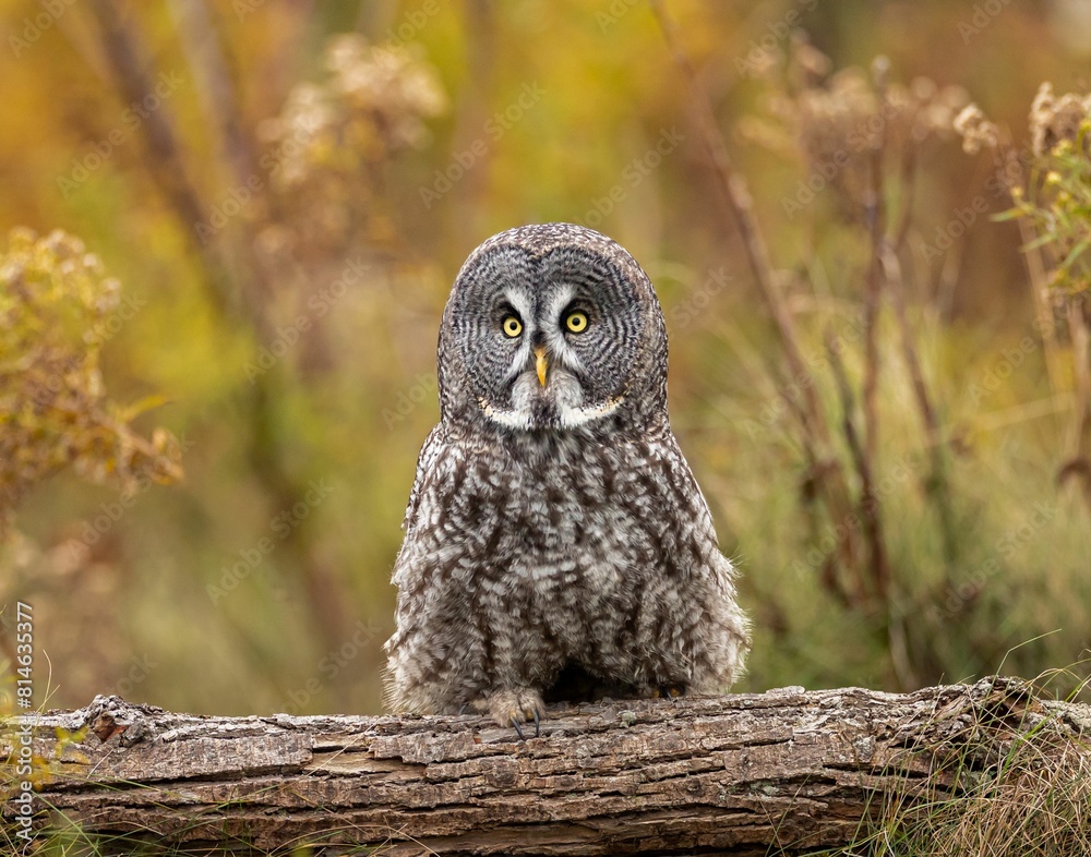 Great grey owl perched atop a tree in a picturesque autumnal forest Great grey owl perched atop a tree in a picturesque autumnal forest
