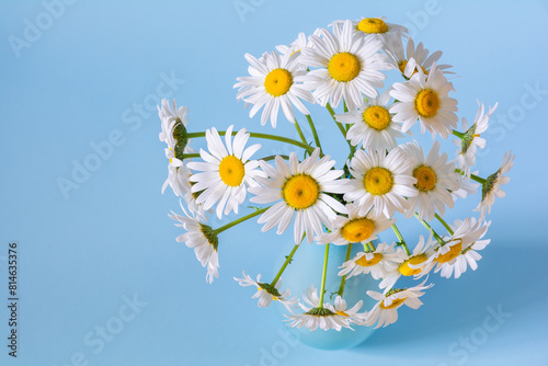 Bouquet of beautiful white daisies flowers in a vase on a blue background