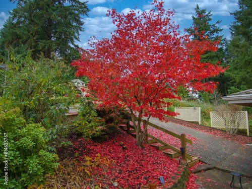 Bright red Japanese maple tree surrounded by lush vegetation