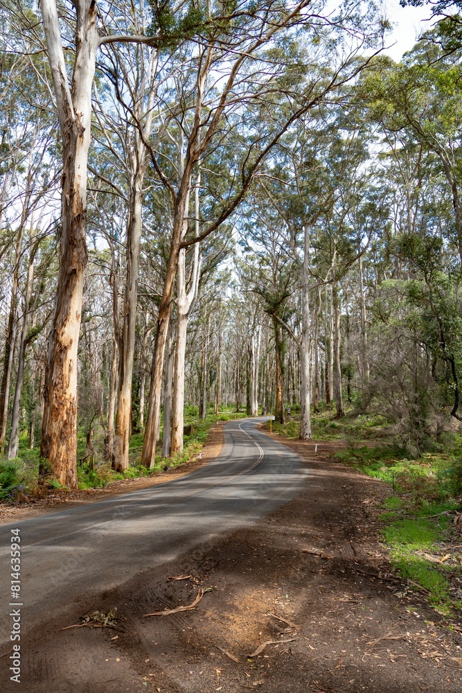 the road is narrow and empty with the trees on both sides the road is narrow and empty with the trees on both sides