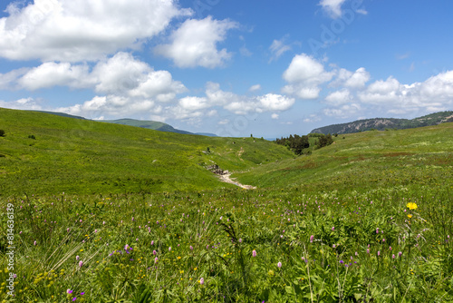 Walking on the subalpine at the beginning of the summer season, the period of exuberant flowering of plants.