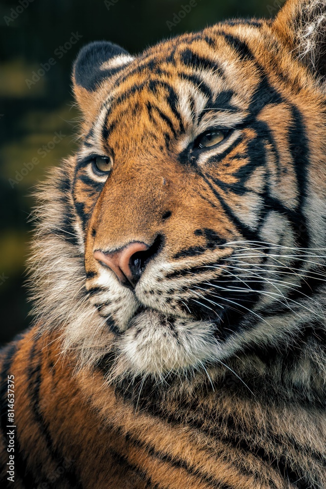 Fototapeta premium Majestic Bengal tiger lies in a peaceful pose.