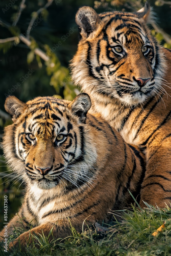 Fototapeta premium Two majestic Bengal tigers lying side by side in a verdant meadow.
