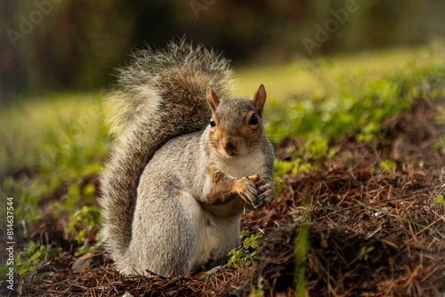 Closeup shot of a cute fluffy squirrel holding a nut from the forest floor