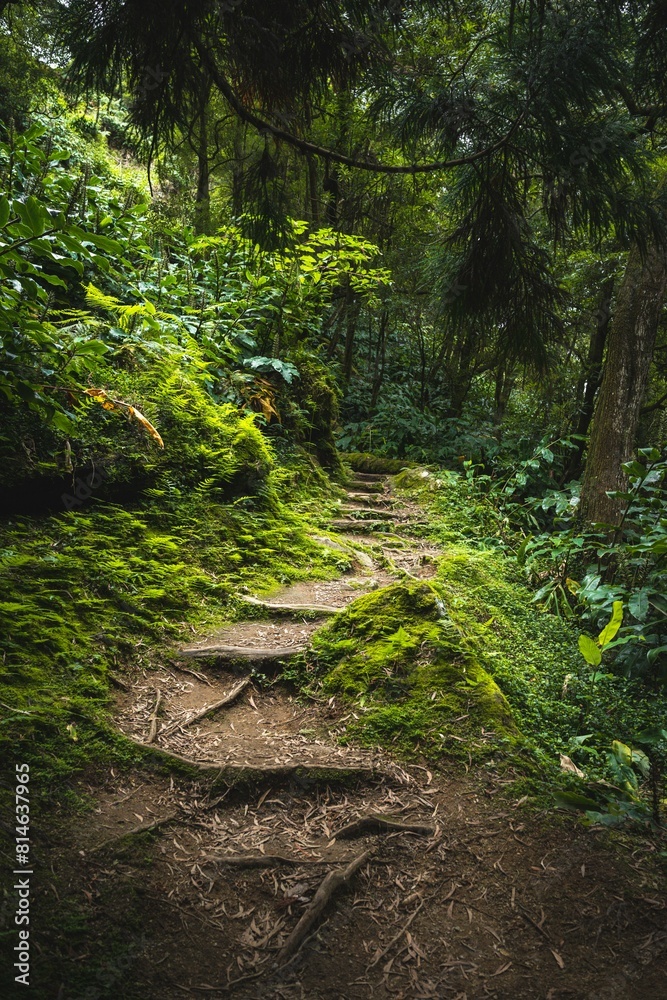 Scenic trail in a lush forest with green vegetation. Sao Miguel, Azores, Portugal Scenic trail in a lush forest with green vegetation. Sao Miguel, Azores, Portugal
