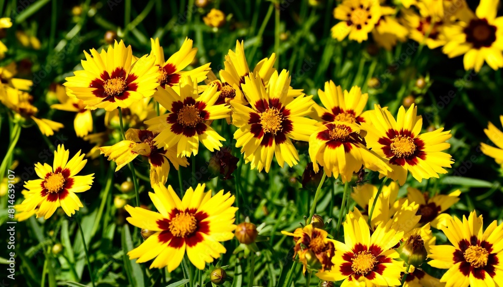 the yellow flowers are blooming all around the field, the yellow flowers are blooming all around the field,