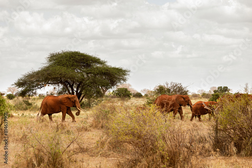 Słonie czerwone na sawannie na safari w Kenii w Parku Narodowym Tsavo
