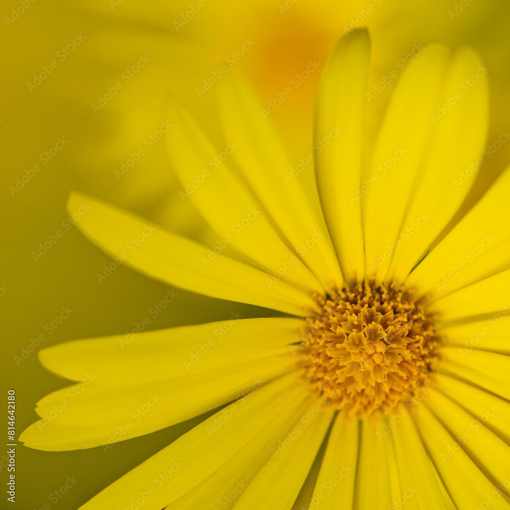 Bright yellow flower in a sunny outdoor setting Bright yellow flower in a sunny outdoor setting
