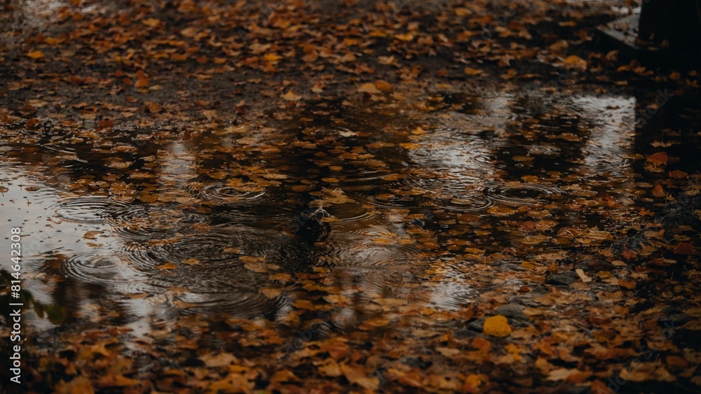 Scenic view of autumn leaves in a puddle Scenic view of autumn leaves in a puddle