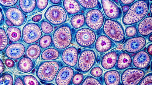 Microscopic view of esophageal epithelial cells  photo