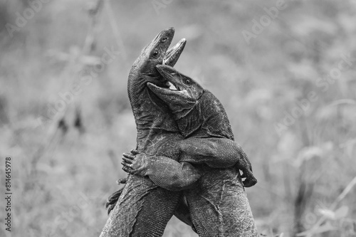 Bilde på lerret Closeup shot of two fighting monitor lizards