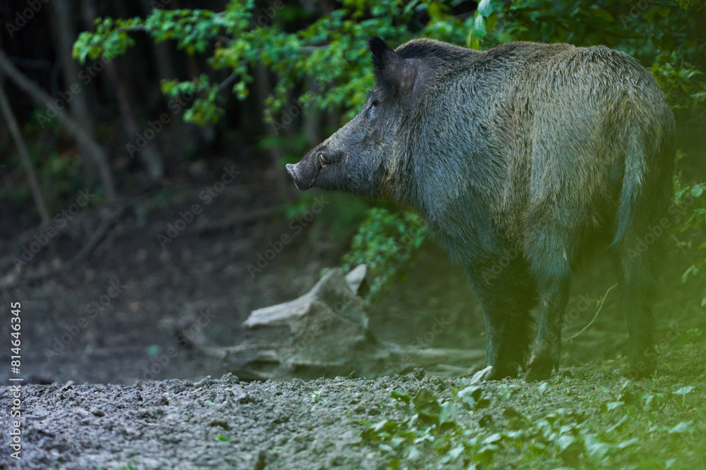 Dominant wild hog in the forest Dominant wild hog in the forest