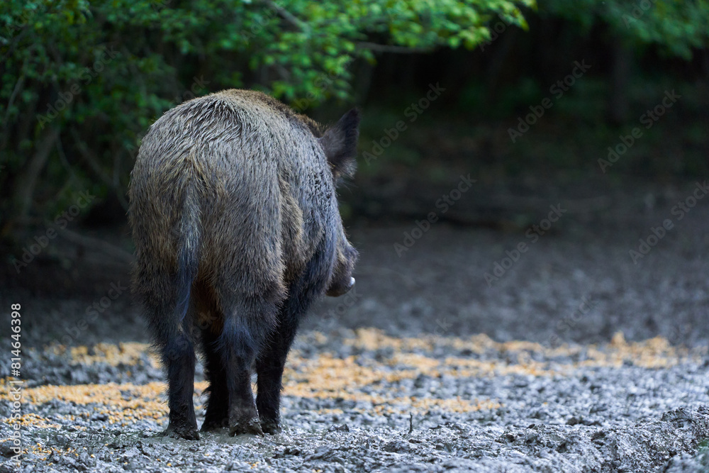 Dominant wild hog in the forest Dominant wild hog in the forest