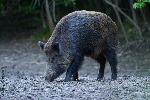 Dominant wild hog in the forest
