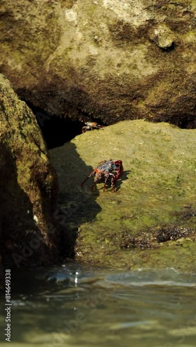 Crabs on a rock, walking free, sea level goes up and down 24fps photo